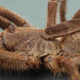 Ceratogyrus attonitifer, una araña con un cuerno en el cefalotórax